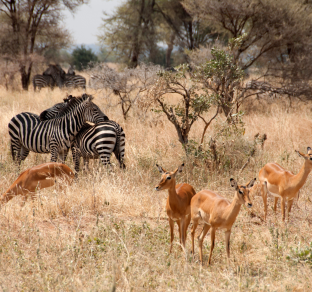 tanzania