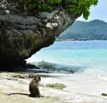 filippine scimmia in spiaggia