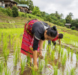 Banaue