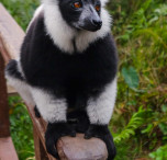 Animali in Madagascar