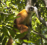 Lemuri in Madagascar