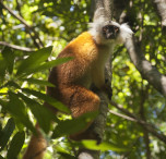 Lemuri in Madagascar