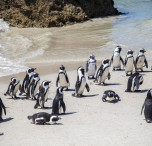 Boulders beach