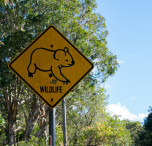 australia cartello koala