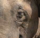 sri lanka elefante