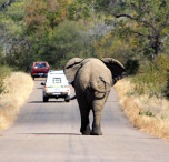 sudafrica elefante