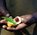 zanzibar noce moscata