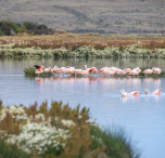 argentina fenicotteri