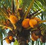 mauritius palma