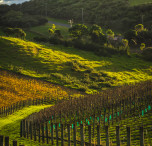 nuova zelanda vigneti