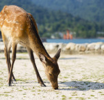 Miyajima