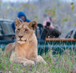 Lioness at Kruger