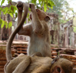 cambogia scimmie