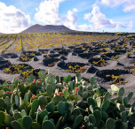 Vigneti a Lanzarote