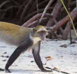 Kenya scimmia in spiaggia