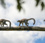 Lemuri in Madagascar