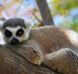 madagascar lemure