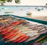 Mauritius pesci