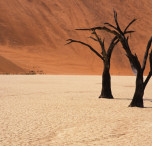 namibia deserto e alberi