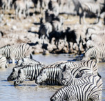 namibia zebre