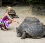 tartaruga Seychelles