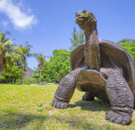 Tartaruga a Seychelles