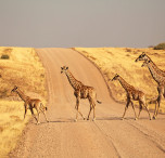 Etosha National Park