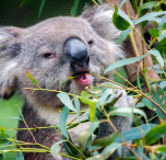 australia koala