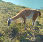 cile piccolo alpaca