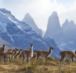 Torre del Paine
