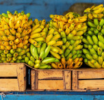 ecuador banane