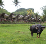 Toraja