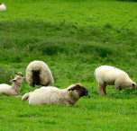 irlanda pecore