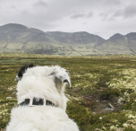 norvegia cane nella natura