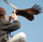 perù condor