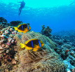 polinesia francese coralli