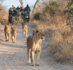 sudafrica strada safari