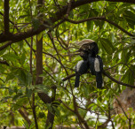 Safari in Tanzania