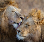 tanzania leoni