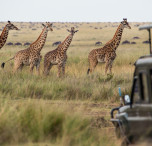 Safari in Tanzania