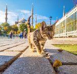 turchia gatto a Istanbul