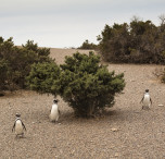 argentina pinguini