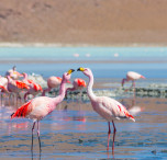 bolivia fenicotteri