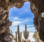 bolivia cactus