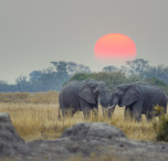 viaggio in botswana