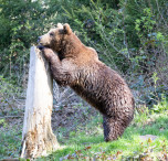 canada orso