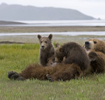 canada famiglia di orsi
