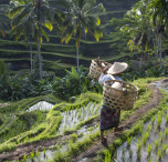 indonesia risaie terrazzate