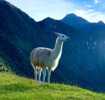 bolivia lama