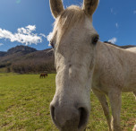 spagna cavallo